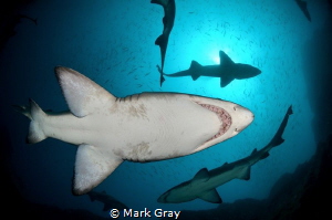 Grey Nurse sharks from below by Mark Gray 
